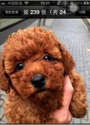 娱乐圈吃瓜爆料弟弟泰迪